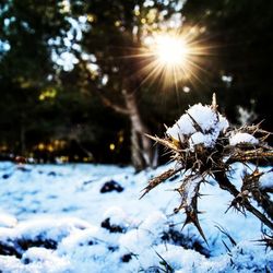 Snow covered trees