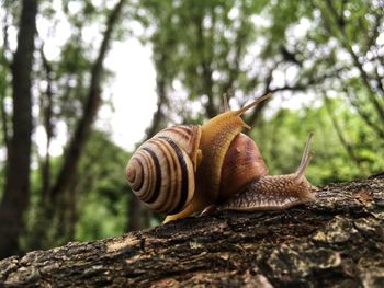 Close-up of snail on tree trunk