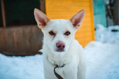 Close-up portrait of white dog