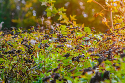 Autumn landscape with black elderberry. blurred background