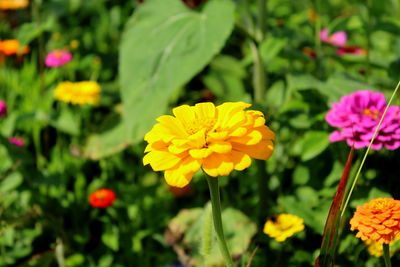 flowering plant