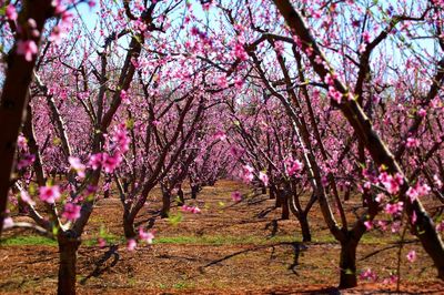 Pink flowers on tree trunk