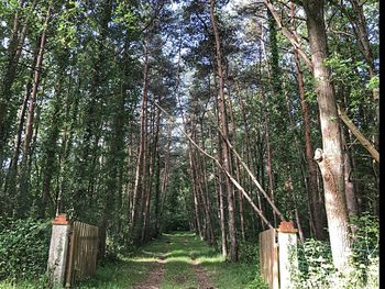 Walkway amidst trees in forest