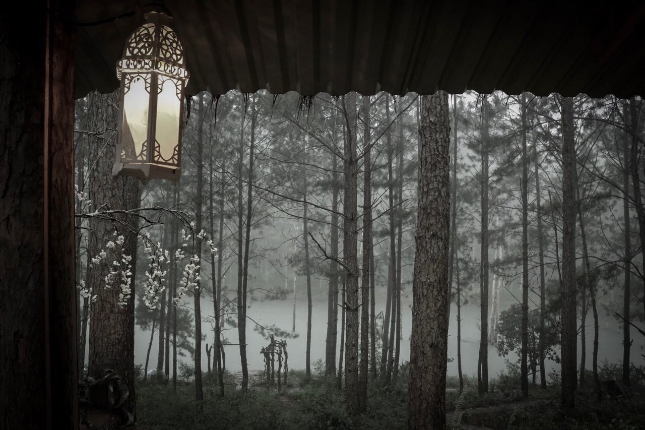 LOW ANGLE VIEW OF ILLUMINATED LIGHTS HANGING ON TREE TRUNK IN FOREST