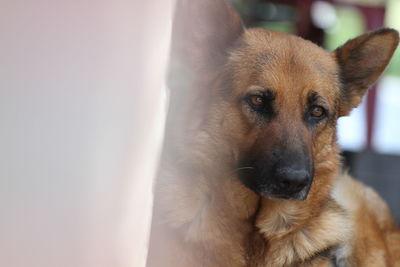 Close-up portrait of dog looking at camera