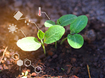 High angle view of plant growing on field