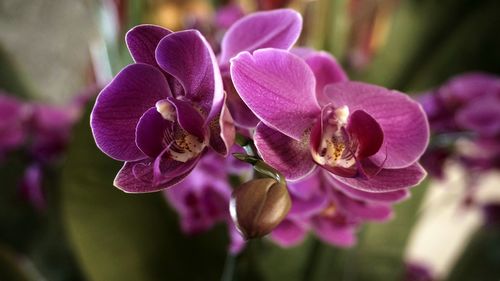 Close-up of purple flowering plant