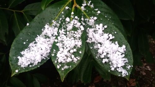 Close-up of white flowers