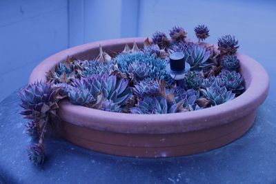 Close-up of purple flower pot on table