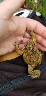 Cropped hand holding toad 