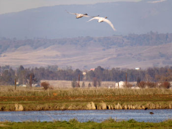 Bird flying over landscape