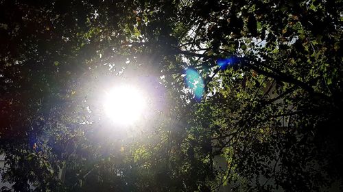 Low angle view of trees against sky