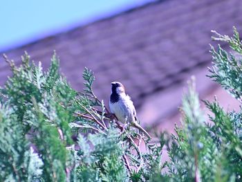 Bird perching on a plant