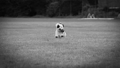 Dog looking away