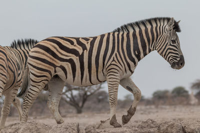 Zebras standing in a field
