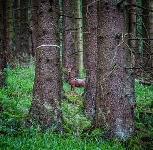 Tree trunk in forest