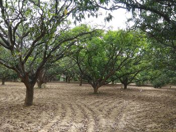 Trees on landscape