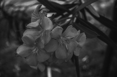 Close-up of flowers