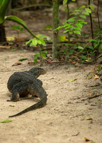 View of a lizard on ground