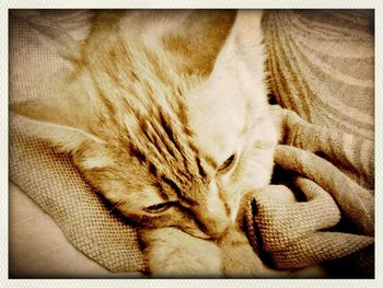 Close-up of cat sleeping