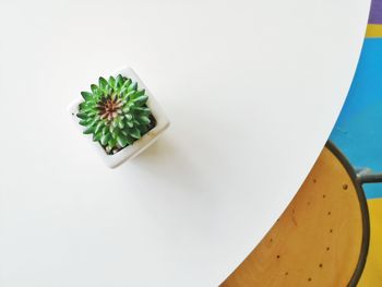 High angle view of succulent plant on table