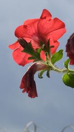 Close-up of red flowers