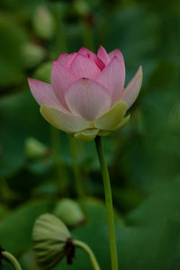 Close-up of pink water lily