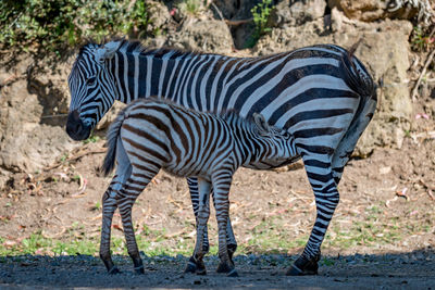 Fouls feeding on zebra standing at field