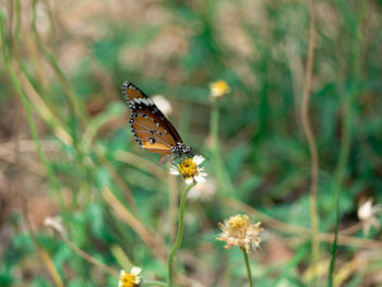 Close-up of butterfly pollinating on flower