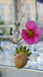 Close-up of flowers against blurred background