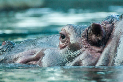 Close-up of turtle swimming in lake