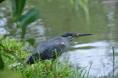 Bird perching on a lake