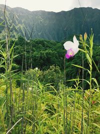 Flowers growing in field