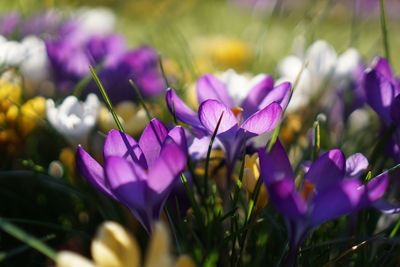 Close-up of purple crocus flowers growing on field
