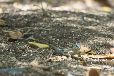 High angle view of birds on field