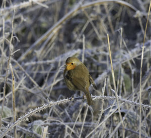 Bird perching on branch during winter