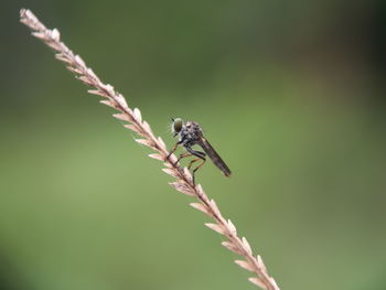 Close-up of insect on plant