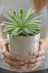 Woman hands holding green house plant succulent in flowerpot close up.