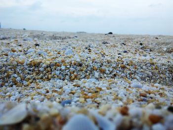 Scenic view of beach