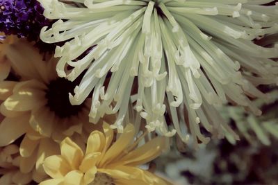 Full frame shot of white flowering plants