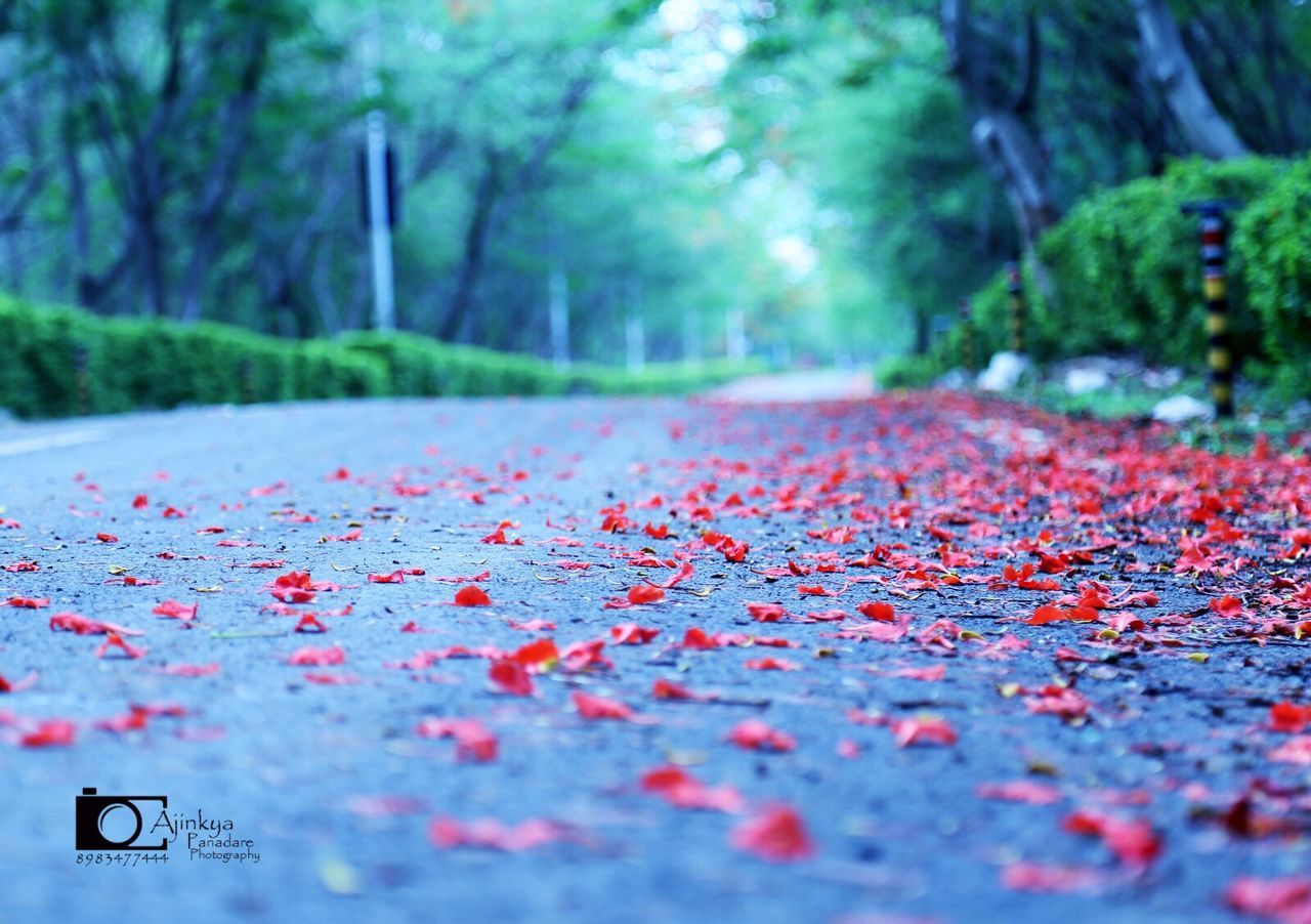 SURFACE LEVEL OF ROAD IN AUTUMN