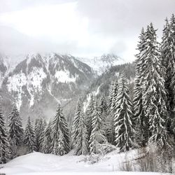 Snow covered trees in forest against sky