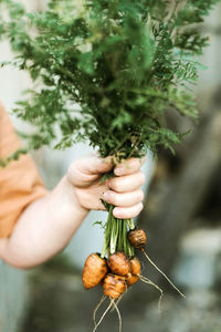 Close-up of hand holding carrot