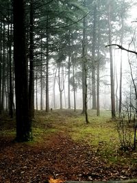 Trees in forest