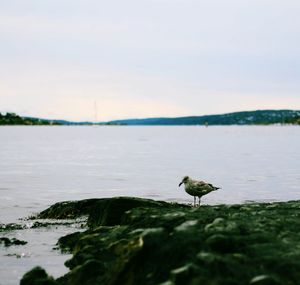 Bird on a lake