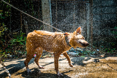 Side view of dog shaking off water in yard