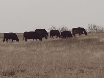 Horses in a field