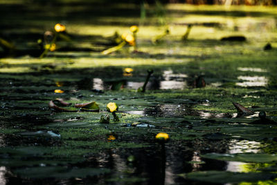 View of water lily in lake