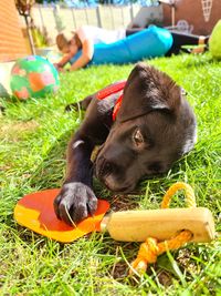 Close-up of dog on field