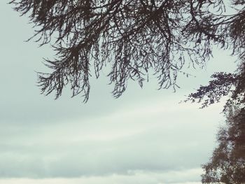 Low angle view of trees against sky